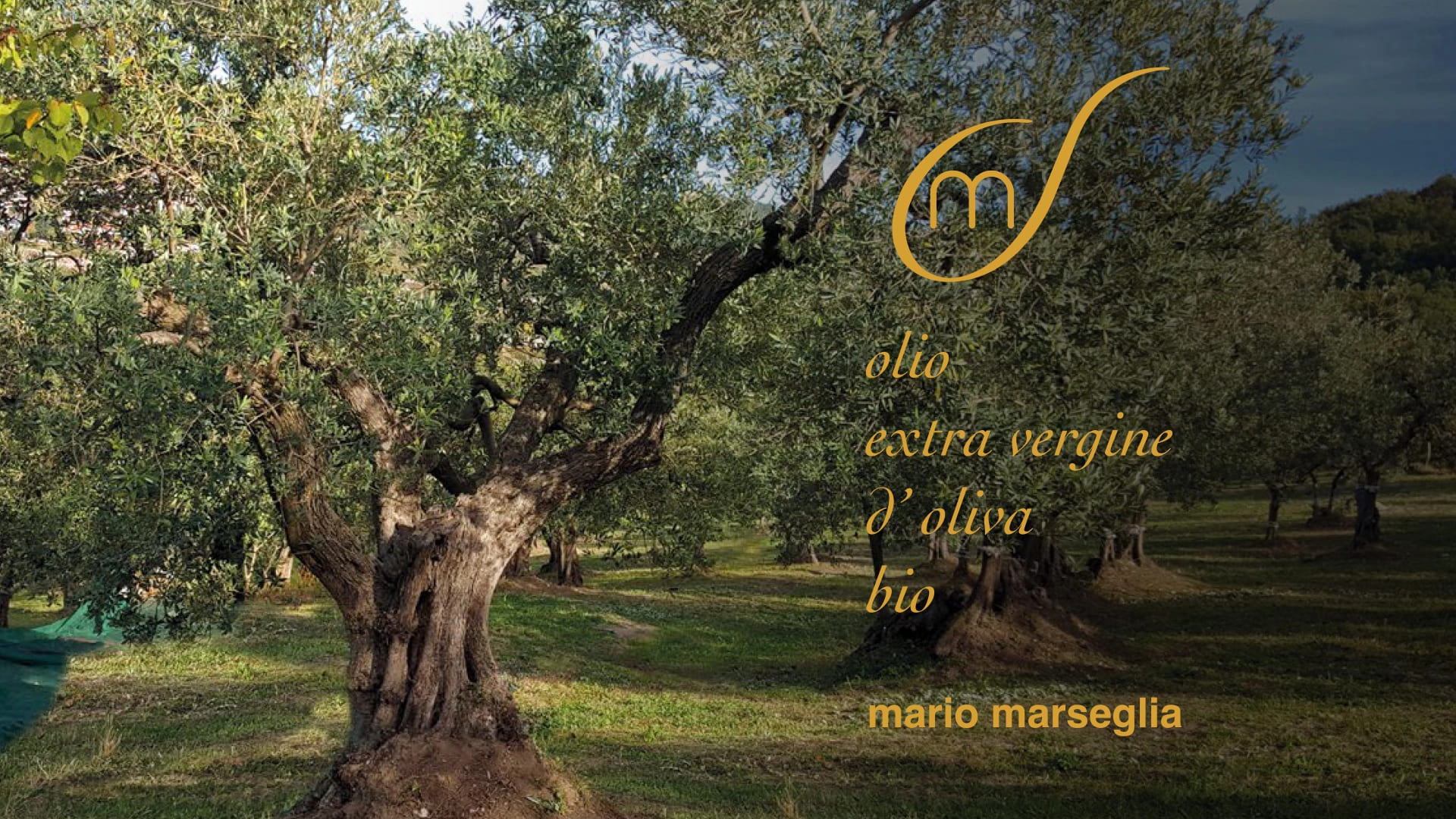 Interviews – Mario Marseglia AG: sensationelles Bio Olivenöl aus Nordapulien